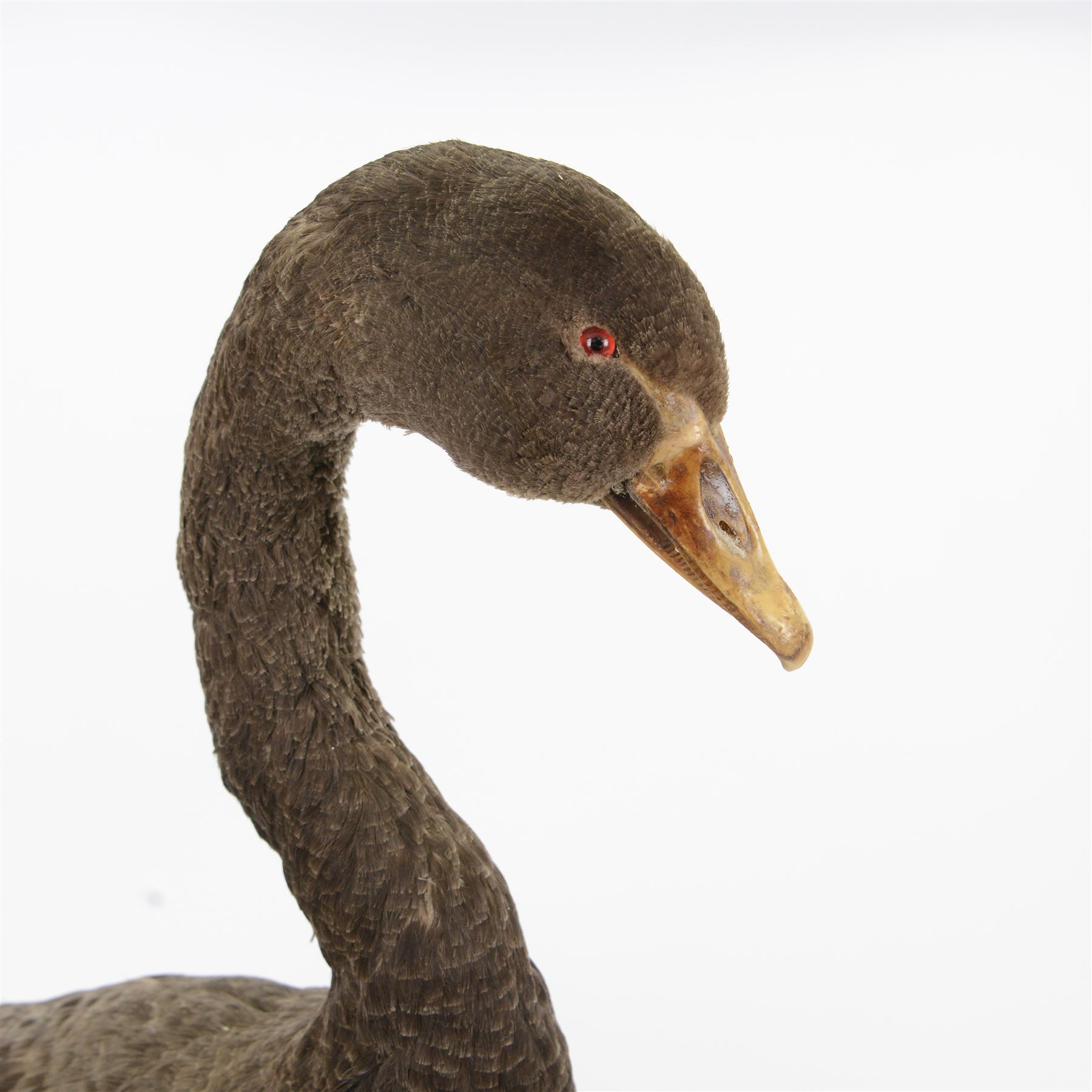 Taxidermy: Black Swan (Cygnus atratus), full mount adult looking straight ahead, stood upon an oval pebble covered base, H68cm