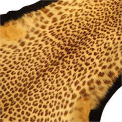 Taxidermy: Early 20th century Indian leopard (Panthera pardus fusca), adult skin rug, with limbs outstretched, mounted upon a later felt backing, L202cm