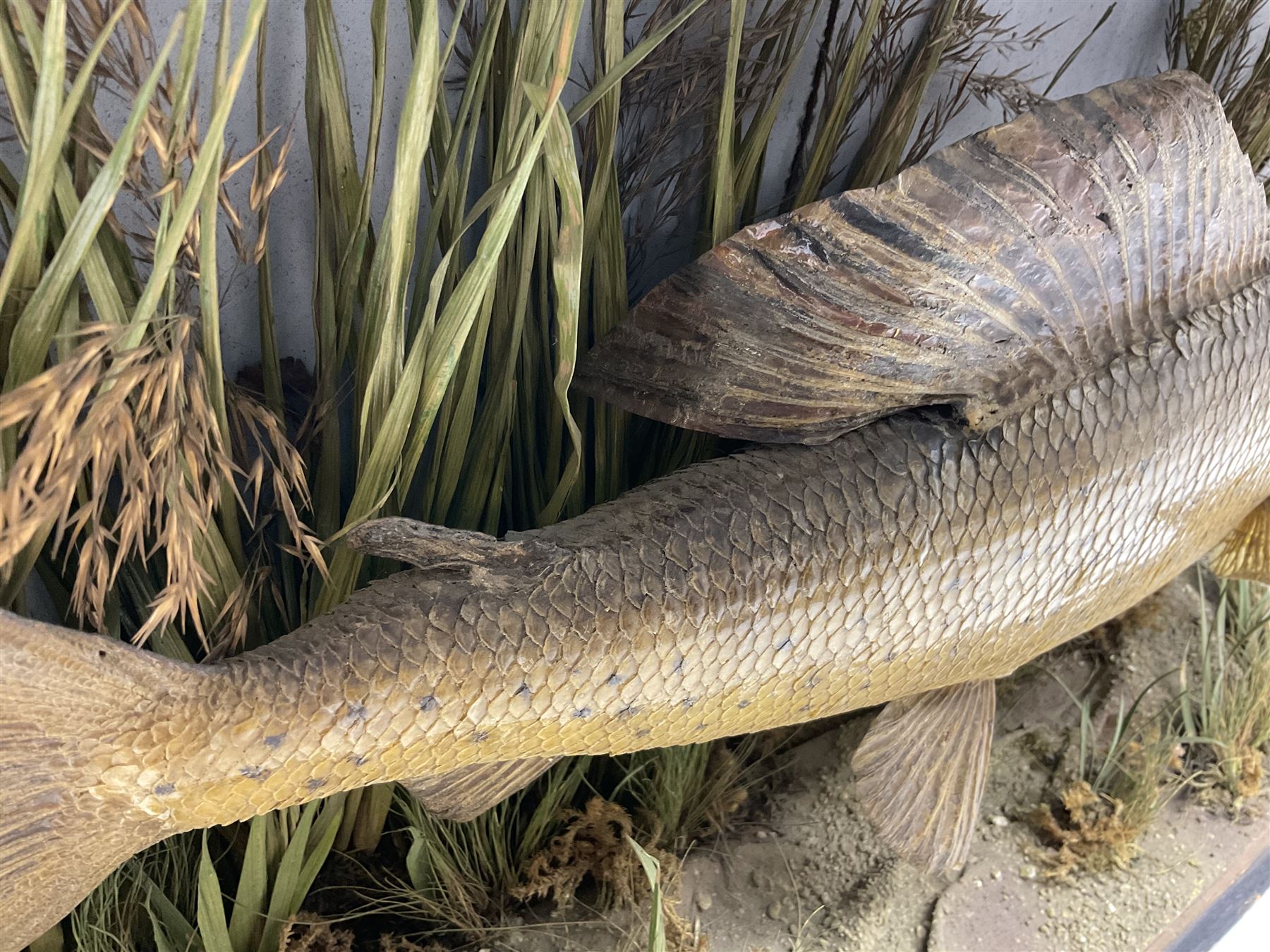 Taxidermy: Grayling (Thymallus thymallus), preserved by John Cooper & Sons, 28 Radnor Street, St Luke's, London, skin mount set above a pebbled river bed with reeds and grasses, set against blue painted back drop, with inscription 'Grayling caught by Rev R.S. Ricketts at Kirkham Bridge Sept 14th 1895, artificial fly - single hair' L57cm H29cm 