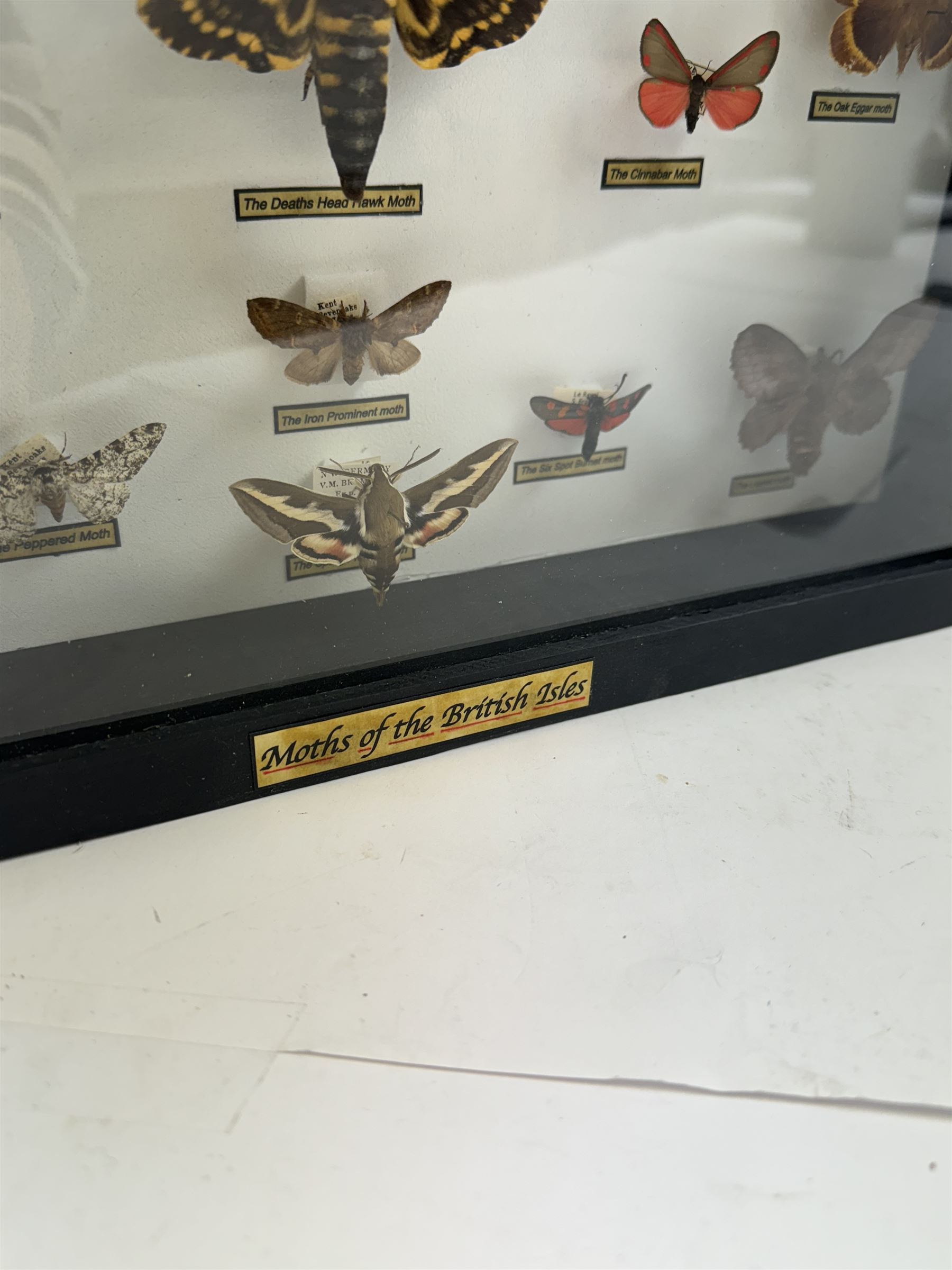 Entomology: Single glazed display of Moths of the British Isles, circa 20th century, single glazed display containing seventeen various specimens, including Death Head Hawk moth, Spurge Hawk moth, Crimson Underwing moth some with attached data labels, all pinned upon foam backing and named labels, enclosed within a glazed ebonised display case, H28cm, L38cm