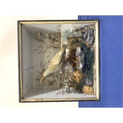 Taxidermy: Victorian cased Water Rail in naturalistic setting standing upon a rocky section and detailed with lichen, grasses and other fauna, encased within an ebonised single pane display case, H33cm L33cm D16cm 