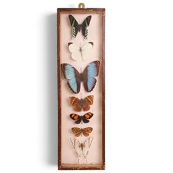 Entomology; Four framed butterfly displays including swallowtail, Blue Charaxes, Indian Oakleaf etc 
