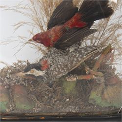 Taxidermy; Victorian oval domed diorama study of birds, Scarlet Tanager (Piranga olivacea) and Woodpecker (Picidae), the glass dome upon an ebonised wooden base, H40cm