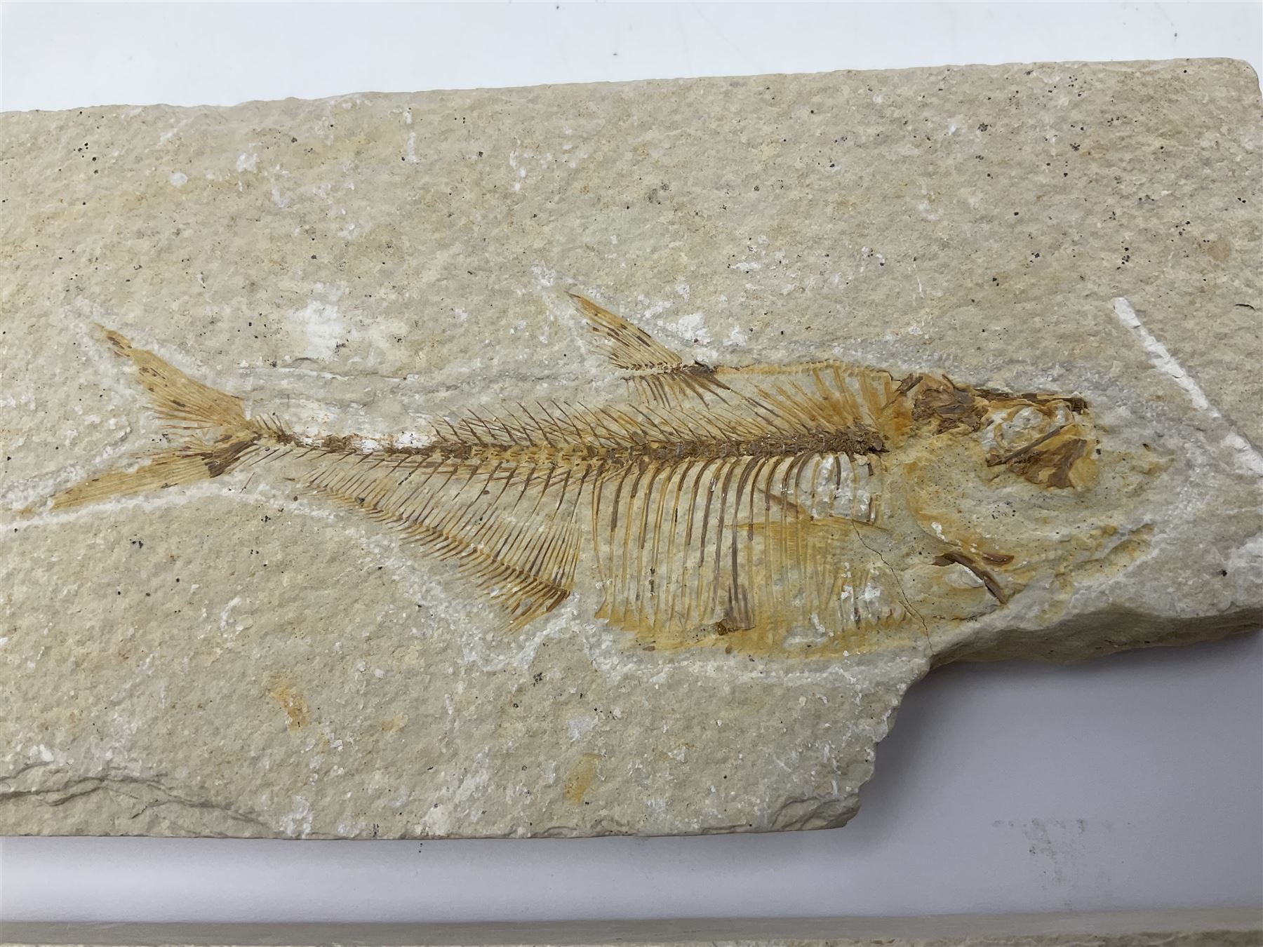 Four fossilised fish (Knightia alta) each in an individual matrix, age; Eocene period, location; Green River Formation, Wyoming, USA, largest matrix H9cm, L17cm