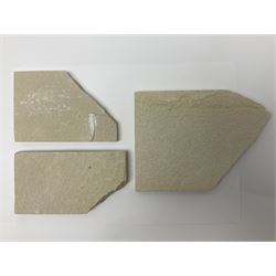 Three fossilised fish (Knightia alta) each in an individual matrix; age; Eocene period, location; Green River Formation, Wyoming, USA, largest matrix H13cm, L18cm