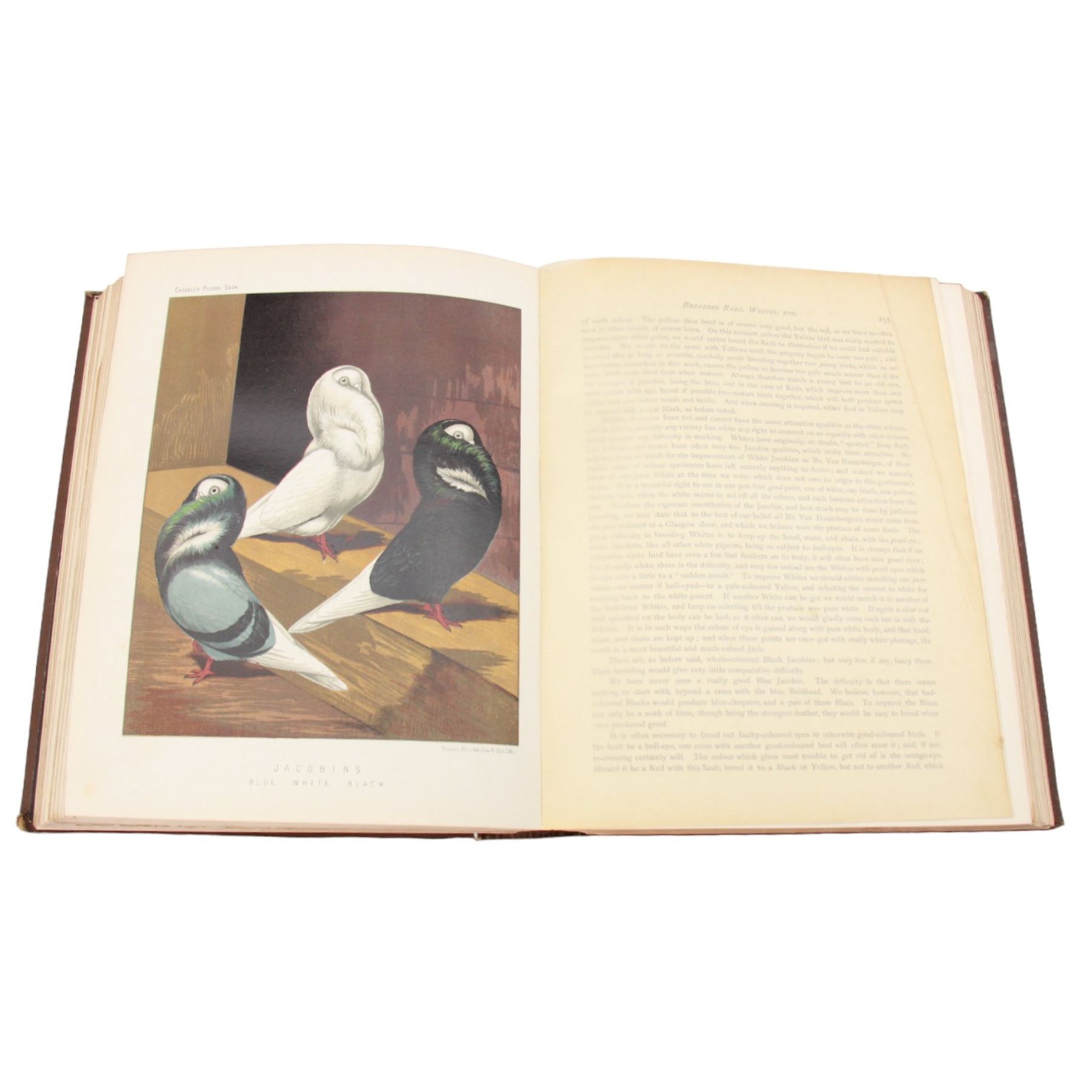 Fulton, Robert, The Illustrated Book of Pigeons with Standards for Judging, edited by Lewis Wright, the coloured plates from paintings by F.W Ludlow, London: Cassell, no date, circa 1880