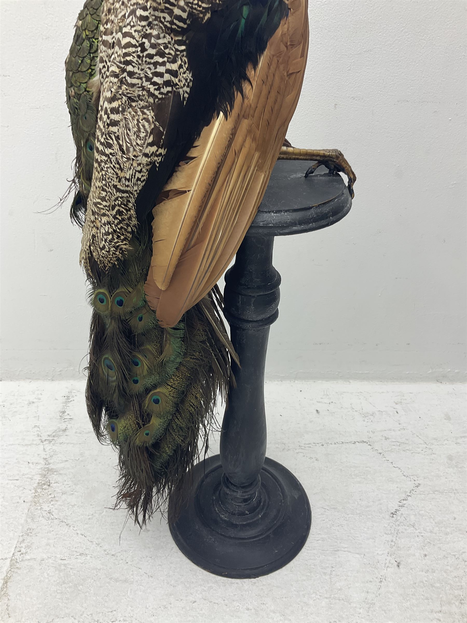 Taxidermy: Indian Peacock (Pavo cristatus), full mount adult cock bird facing forward, with tail hanging below, mounted upon an ebonised plinth, H140cm