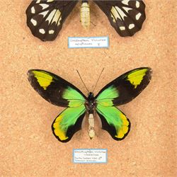 Entomology; pair of Queen Victoria birdwing butterflies (Ornithoptera Victoriae), male and female specimens, Please note due to Cities regulations this lot is available to UK buyers only, CITES annex B appendix II.