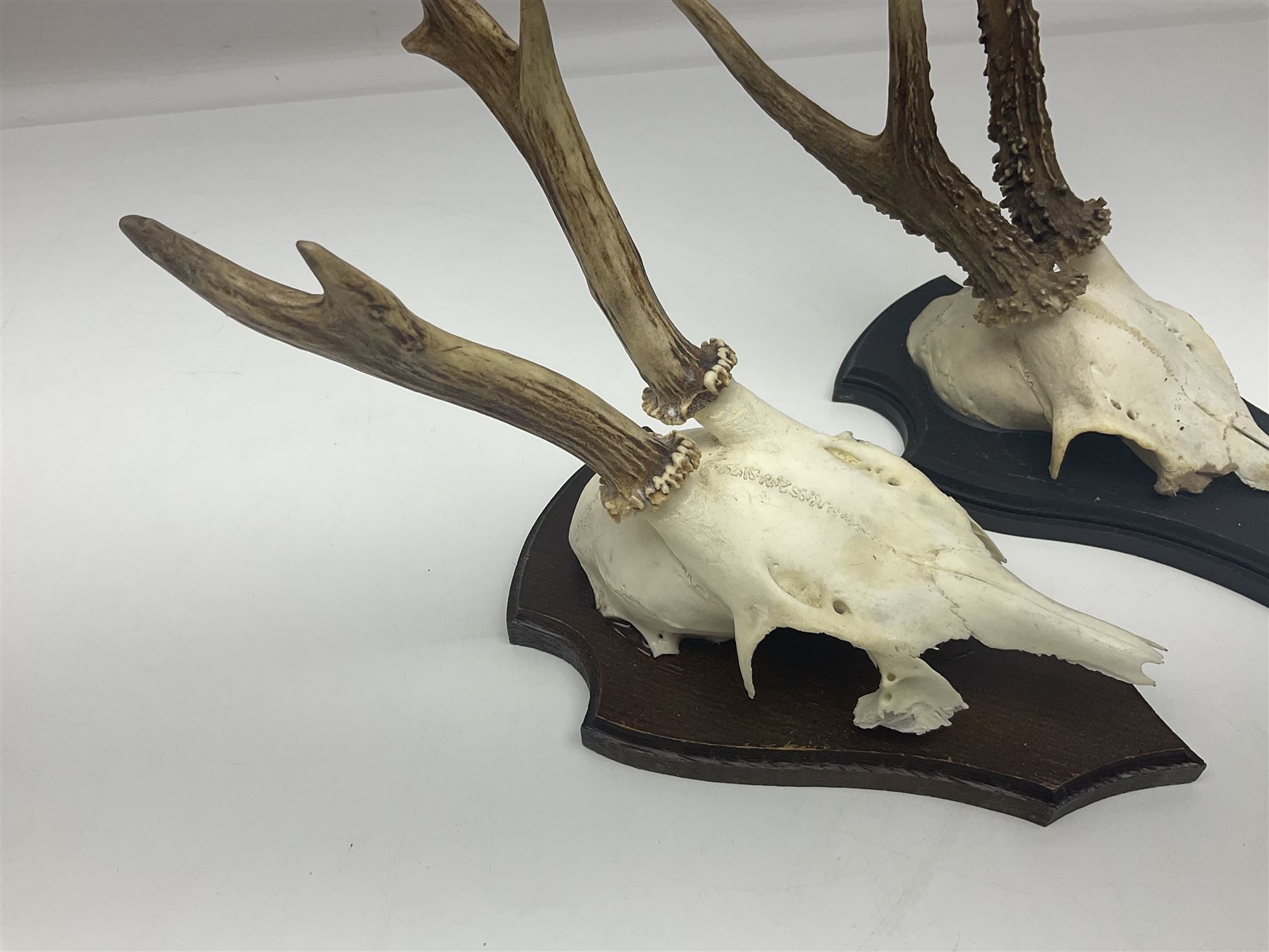 Antlers/Horns: Roe Deer (Capreolus capreolus) ten pairs of roe deer antlers mounted upon wooden shields, shield H20cm 