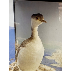 Taxidermy: Victorian cased Slavonian Grebe (Podiceps aritus), in naturalistic setting with snow covered ground work and grasses, set against a painted waterscape backdrop, encased within a pitch pine three pane display case, with paper label verso inscribed Slavonian Grebe, H35cm L25cm D15.5cm 