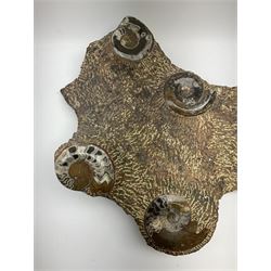 A large fossil-inset rock fragment containing seven polished ammonites L65cm, D45.5.  