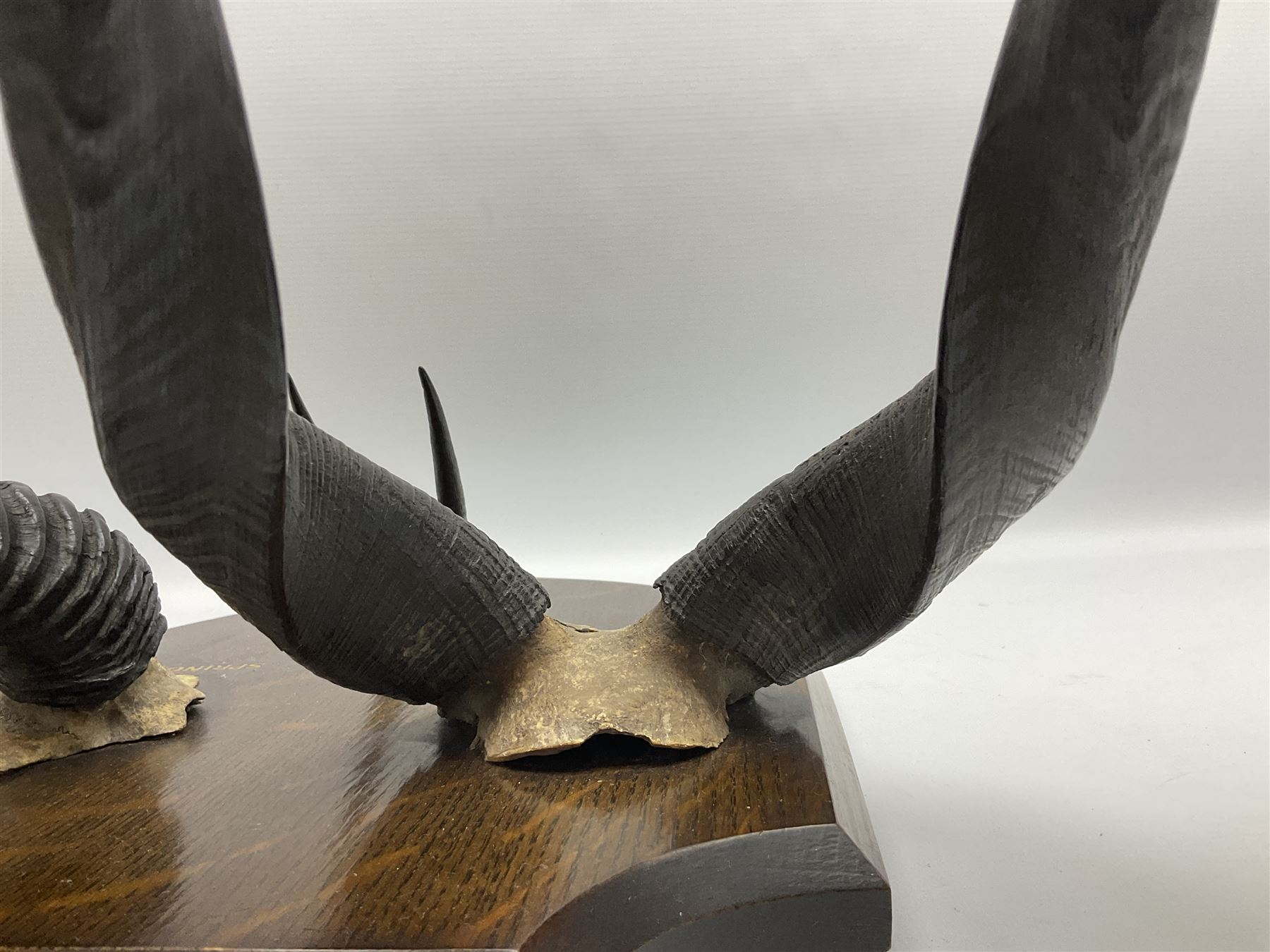 Antlers/horns; Bushbuck (Tragelaphus sylvaticus),  Duiker Buck (Sylvicapra grimmia) and Springbok (Antidorcas marsupialis), three pairs of adult antlers upon an oak shield, shield H38cm 
