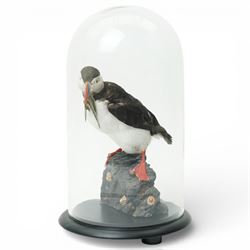 Taxidermy - Study of an Atlantic Puffin (Fratercula arctica) and catch, full adult mount s...