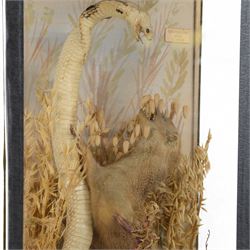Taxidermy; Cased Mongoose (Herpestidae) fighting an Indian cobras (Naja naja), the cobras entwined around an adult mongoose, in a naturalistic setting of grasses, with a painted backdrop, enclosed within a three pane glass display case, H62cm