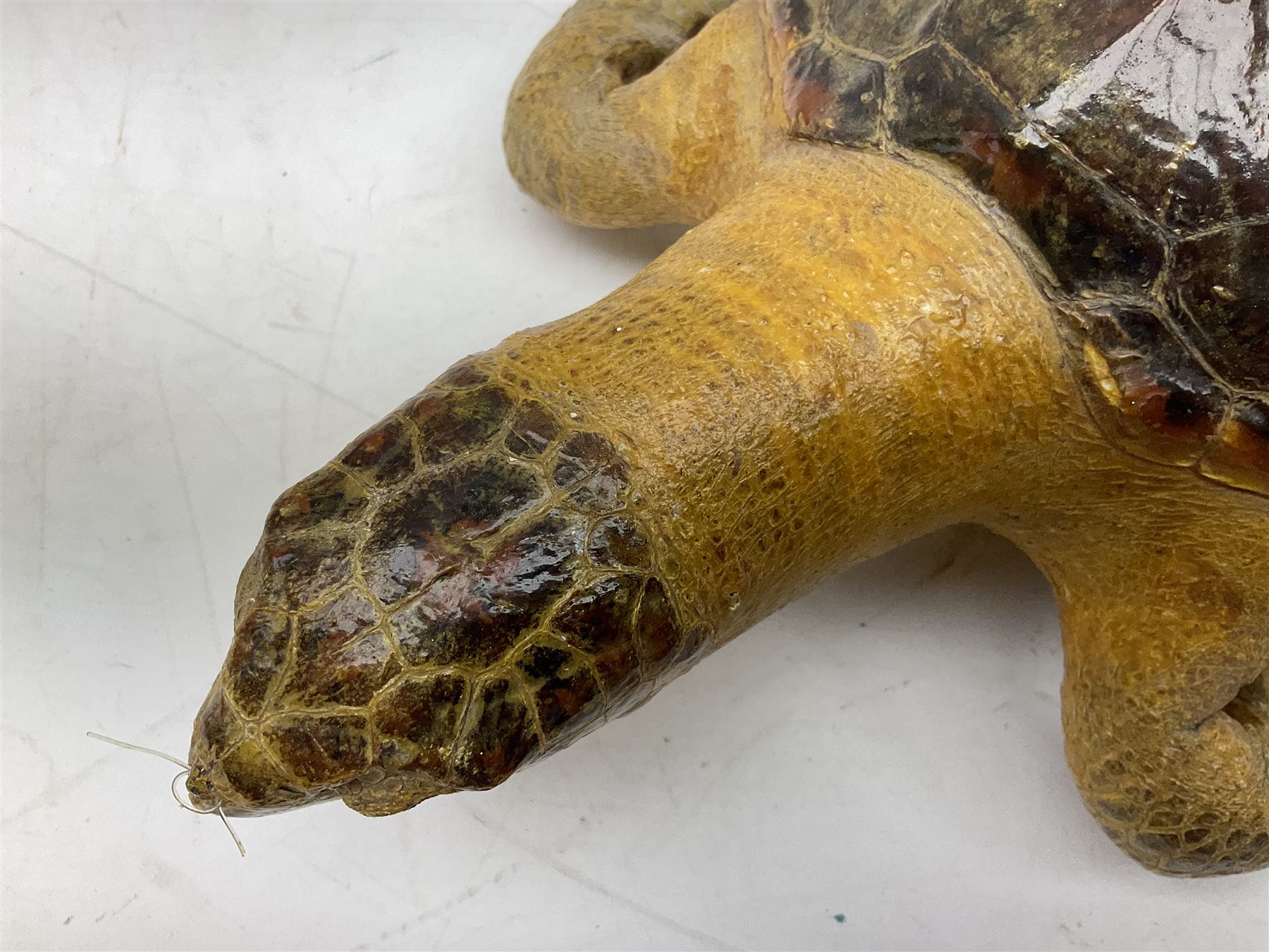 Taxidermy: Hawksbill Sea Turtle (Eretmochelys imbricata), juvenile full mount, beak to shell base L43cm