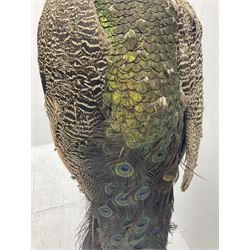 Taxidermy: Indian Peacock (Pavo cristatus), full mount adult cock bird facing forward, with tail hanging below, mounted upon an ebonised plinth, H140cm