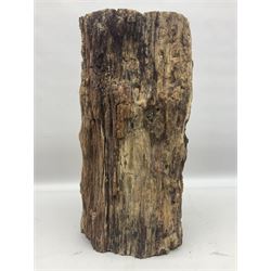 Petrified wood tree trunk/ branch, sliced in cross-section and polished to one side to reveal an array of colours, with textured edge, H40cm, D17cm
