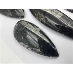 Ten individual polished orthoceras fossils, age; Devonian period, location; Morocco, largest L13cm, W4cm