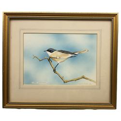 Gordon C Turton (British 1947-): 'Lesser Whitethroat', watercolour signed and dated '85, 18cm x 25cm