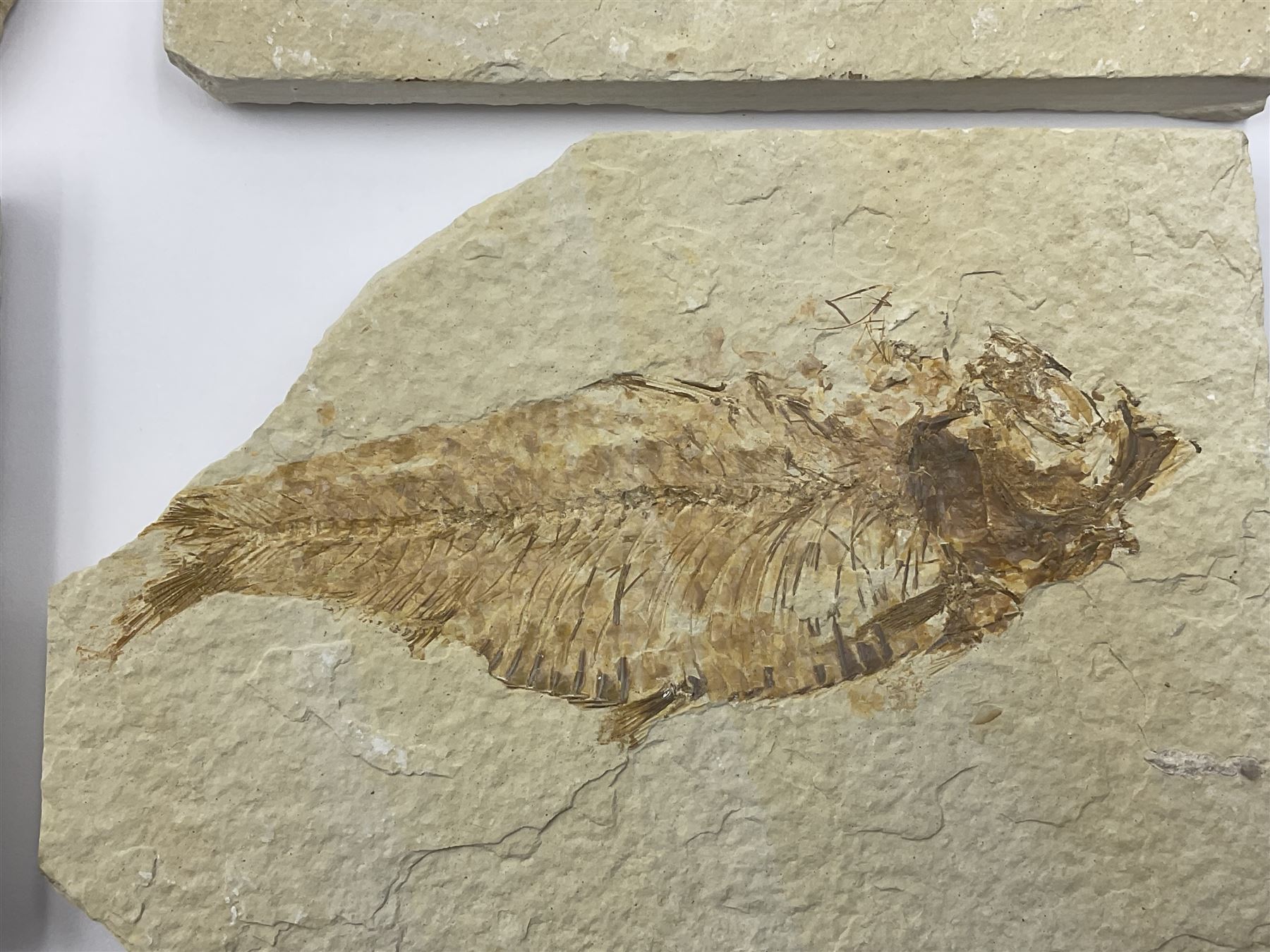 Four fossilised fish (Knightia alta) each in an individual matrix, age; Eocene period, location; Green River Formation, Wyoming, USA, largest matrix H9cm, L12cm