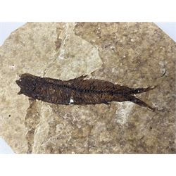 Four fossilised fish (Knightia alta) each in an individual matrix; age; Eocene period, location; Green River Formation, Wyoming, USA, largest matrix H8cm, L10cm
