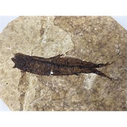 Four fossilised fish (Knightia alta) each in an individual matrix; age; Eocene period, location; Green River Formation, Wyoming, USA, largest matrix H8cm, L10cm

