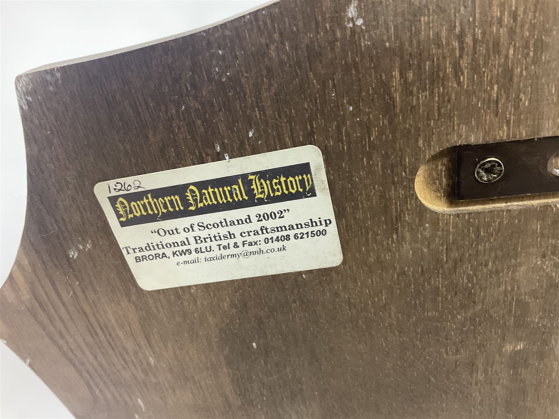 Taxidermy: Red Deer (Cervus elaphus), adult male imperial stag shoulder mount looking straight ahead, eleven point antlers, mounted upon a shaped wooden shield, D65cm