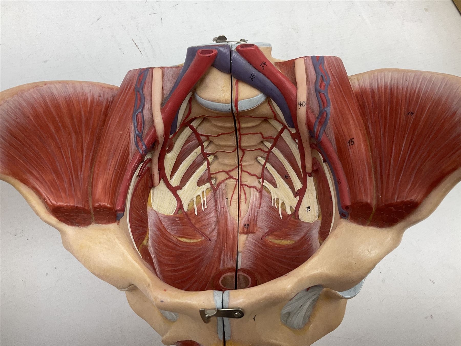 20th century anatomical diagram of 'The Respiratory stystem' by Adam Rouilly, on wooden scroll, approximately overall H114cm W77cm, together with two Travell and Simons 'Trigger Point Pain Patterns' posters, and two anatomical models
