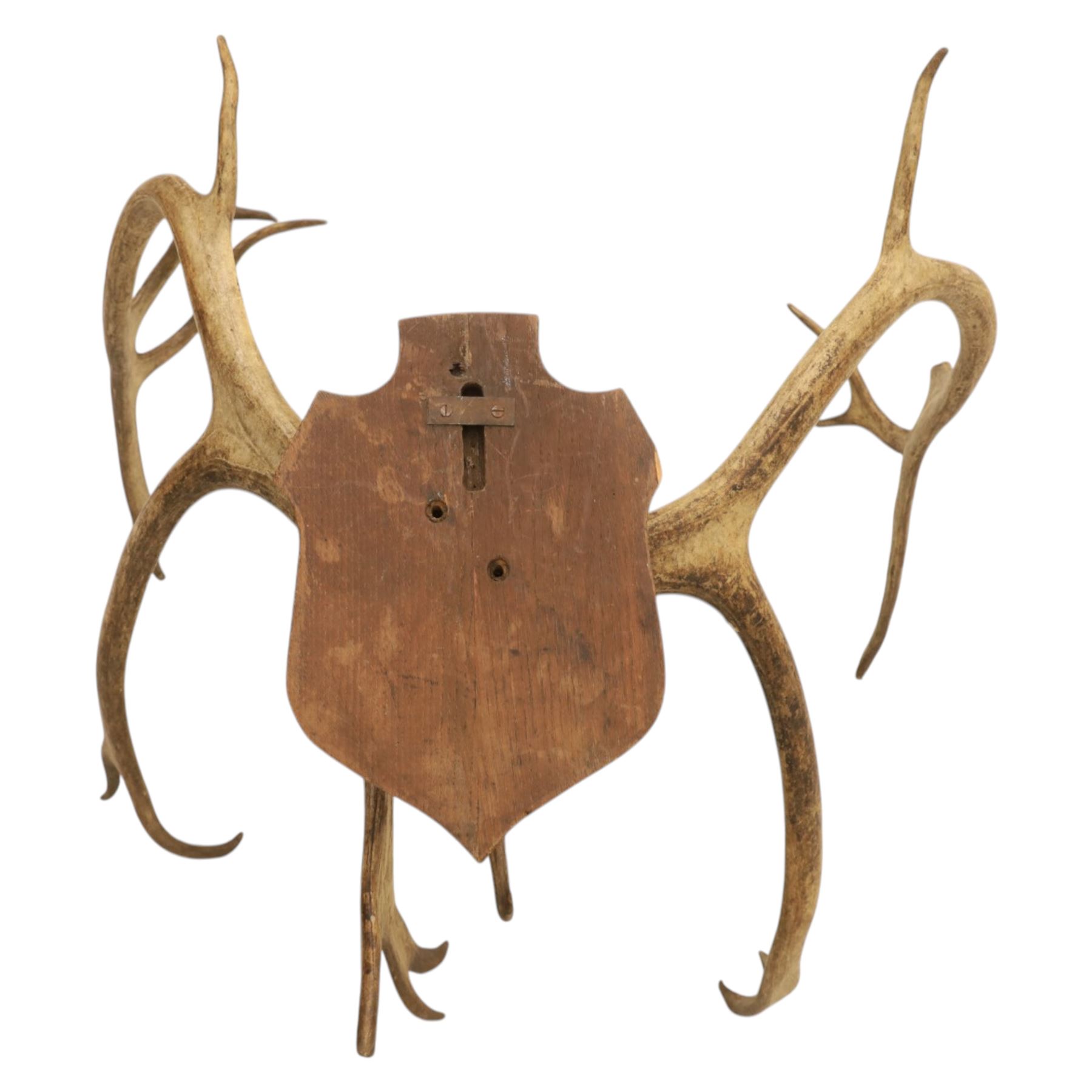 Antlers/Horns; Pair of Caribou Reindeer antlers (Rangifus tarandus), partial skull on wooden shield, D60cm