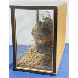 Taxidermy: Early 20th century cased Common Buzzard (Buteo buteo), and kill, in naturalistic setting with lichen, moss, tall grasses and fern, set against a painted mountainous landscape backdrop, enclosed within an ebonized three pane display case, H44.5cm L60cm D30.5cm 