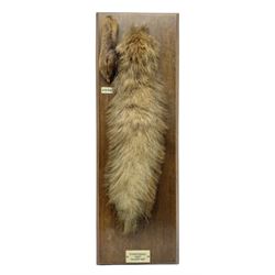 Taxidermy; Red fox (Vulpes Vulpes) tail and paw upon a oak plaque marked 'Staintondale Hunt Feb 23rd 1937', H52cm 