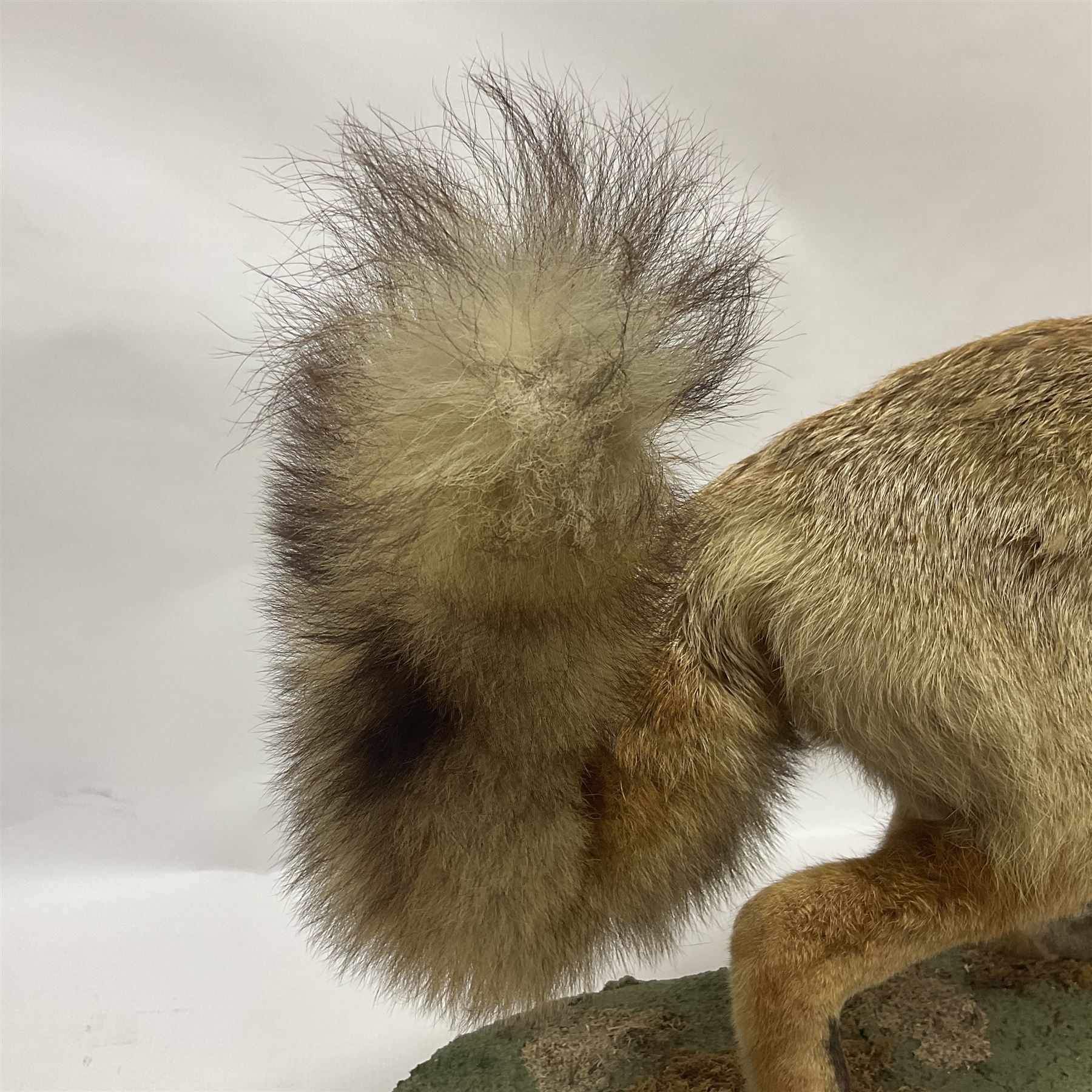 Taxidermy: European Red Fox (Vulpes vulpes), full mount adult on open display with standing alert with ears forward front paw raised, upon a naturalist base, H62cm, L78cm