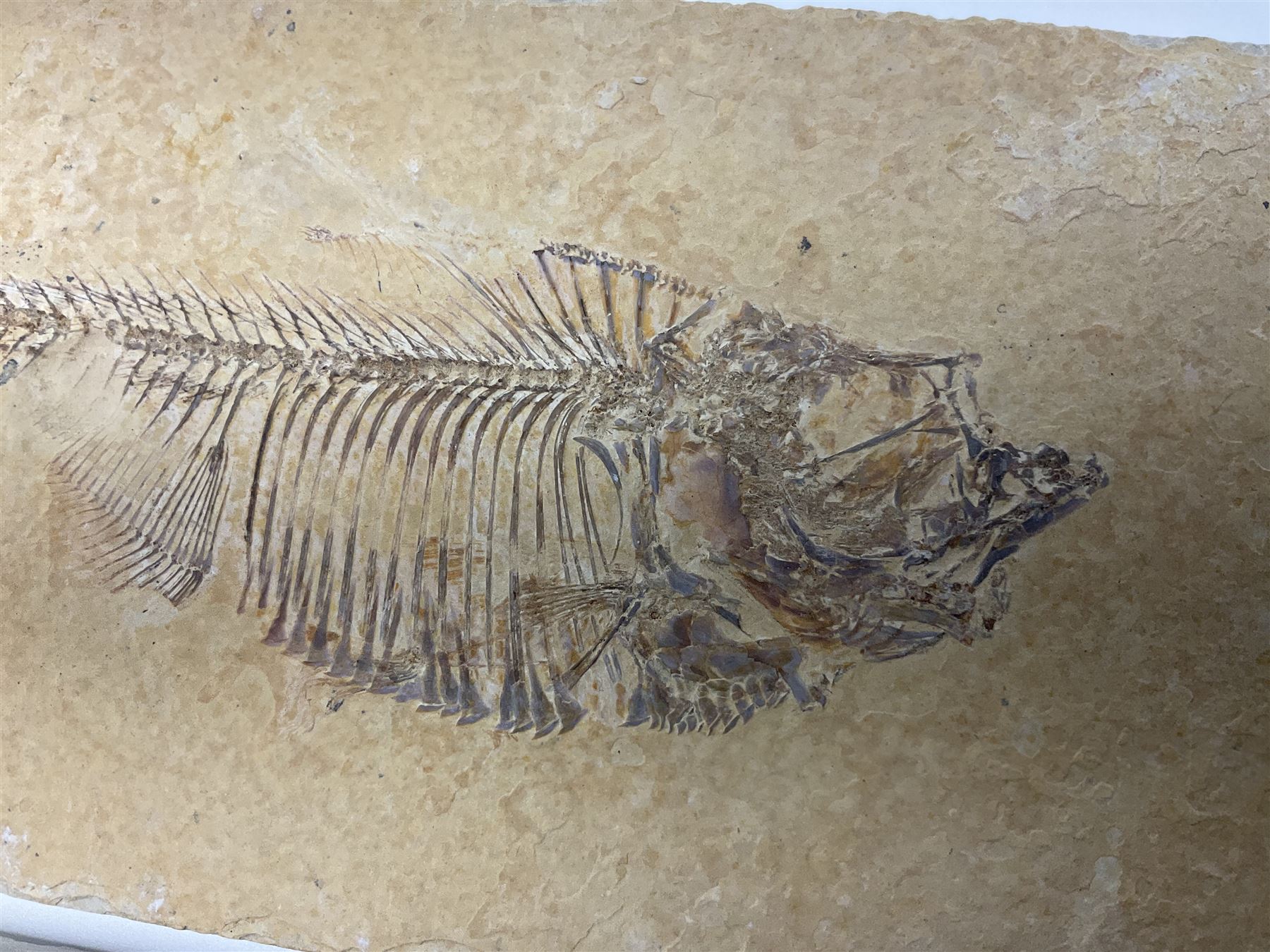 Two fossilised fish (Knightia alta) each in an individual matrix, age; Eocene period, location; Green River Formation, Wyoming, USA, largest matrix H8cm, L16cm