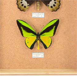 Entomology; pair of Goliath birdwing butterfly (Ornithoptera Goliath) male and female specimens, Please note due to Cities regulations this lot is available to UK buyers only, CITES annex B appendix II.