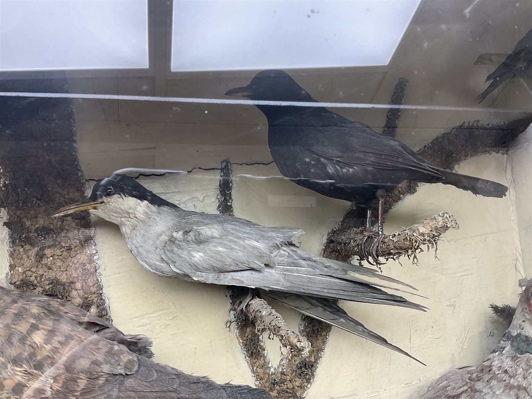 Taxidermy; cased bird diorama, to include Red-neck Pheasants (Phasianus colchicus) adult mounts hen and cock, Common Kestrel (Falco tinnunculus), Common Blackbird (Turdus merula), Starling (Sturnus vulgaris) and others,  in a naturalistic setting, encased within a single pane display case, H66cm, L97cm