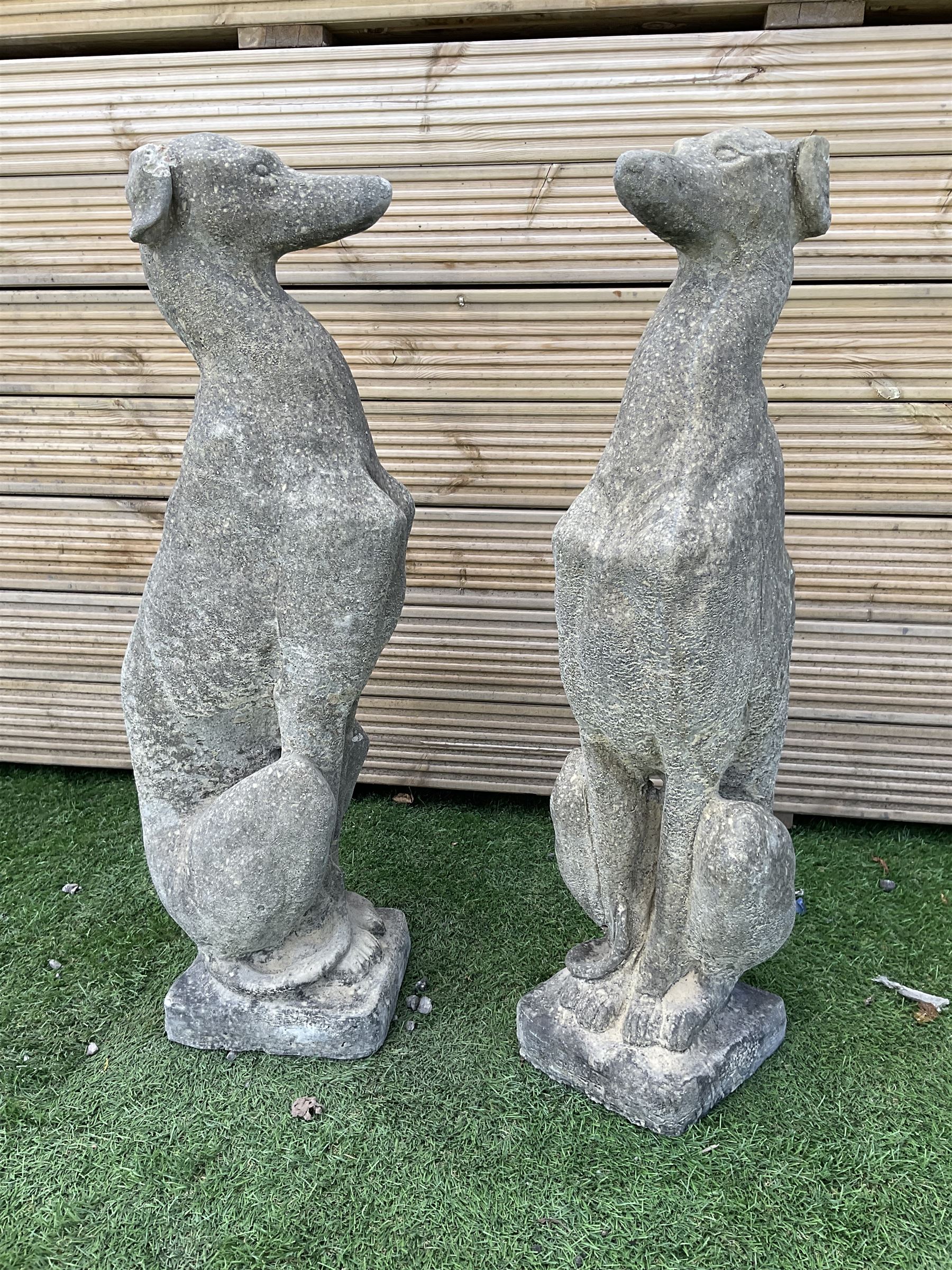 Pair of cast stone seated greyhounds, H75, W20, D25 - THIS LOT IS TO BE COLLECTED BY APPOINTMENT FROM DUGGLEBY STORAGE, GREAT HILL, EASTFIELD, SCARBOROUGH, YO11 3TX
