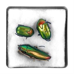 Jewel beetle (Buprestidae) brooch, with gilt metal mounts, together with two unmounted Copper Chafer beetles (Protaetia cuprea)