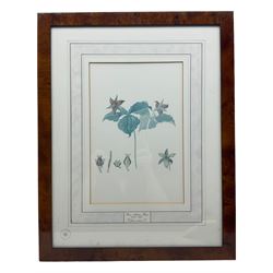 After Franz Andreas Bauer (Austrian 1758-1840): Botanical Studies, set of three limited edition prints for the Natural History Museum together with a set of four other prints from the Reeves Collection with British Museum stamps, certificates verso max 32cm x 21cm (7)