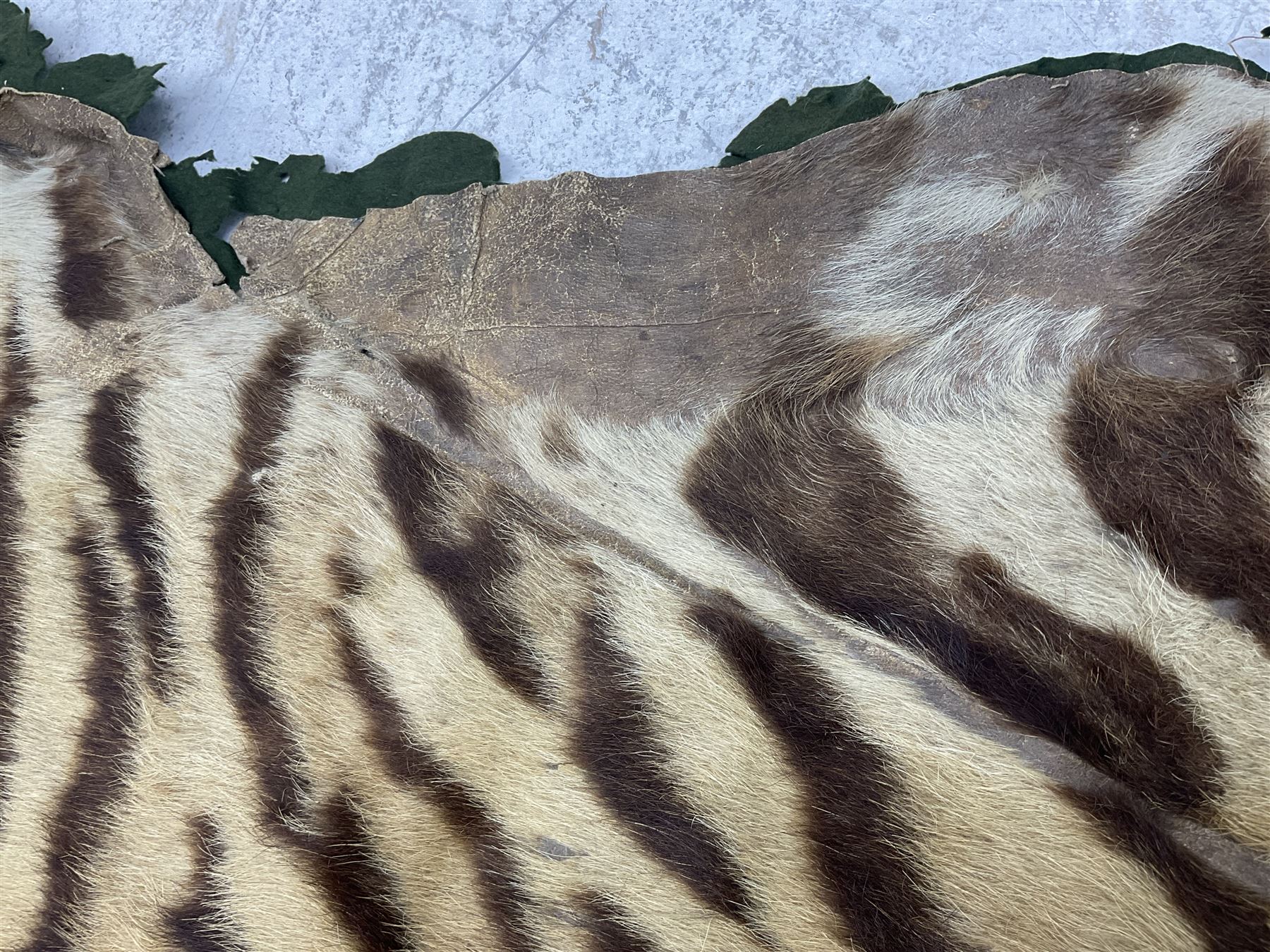 Skins/Hides: Victorian Tiger skin rug (tigris tigris), with green backing with scalloped edges,  L188cm  
