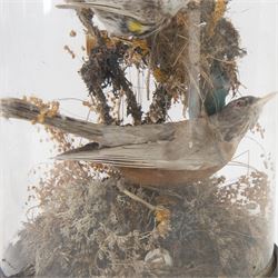 Taxidermy; Victorian domed diorama study of birds, including Thrush (Turdus Leucomelas) and Goldfinch (Carduelis carduelis), all perched upon a branch, the glass dome upon a circular ebonised wooden base, H56cm