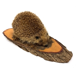 Taxidermy: 20th century Common Garden Hedgehog (Erinaceinae), full mount on open display upon tree trunk section, base L40cm