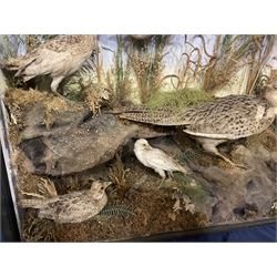 Taxidermy: Late Victorian Diorama of Pheasants and a Sparrowhawk, depicting Ring-necked Pheasants (Phasianus colchicus), a female with her chicks, a full mount adult female Sparrowhawk (Accipiter nisus) above in flying position, all mounted in a naturalistic setting of mosses, branches and tall grasses, on faux rock base, set against a blue sky painted backdrop, enclosed within a large ebonised three-glass display case, H79.5cm, W107cm