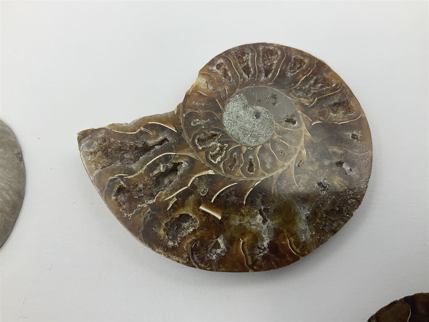 Two pairs of sliced ammonite fossils with polished finish, age: Cretaceous period, location: Madagascar, largest D7cm