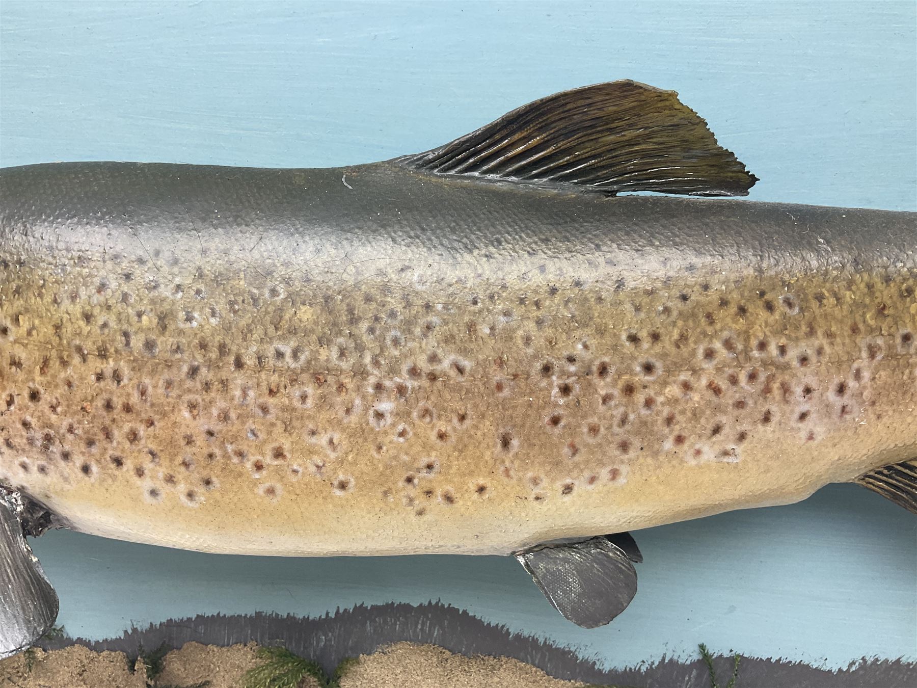 Taxidermy: Brown trout (Salmo trutta), skin mount on open display set against blue painted back drop with a gilt frame, H55cm, L89cm 