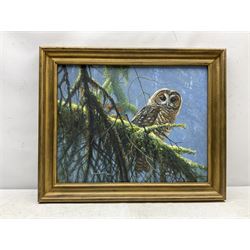 Robert McLellan Bateman (Canadian 1930-): Owl perched in Trees, oil on canvas signed and dated 1989, 35cm x 45cm