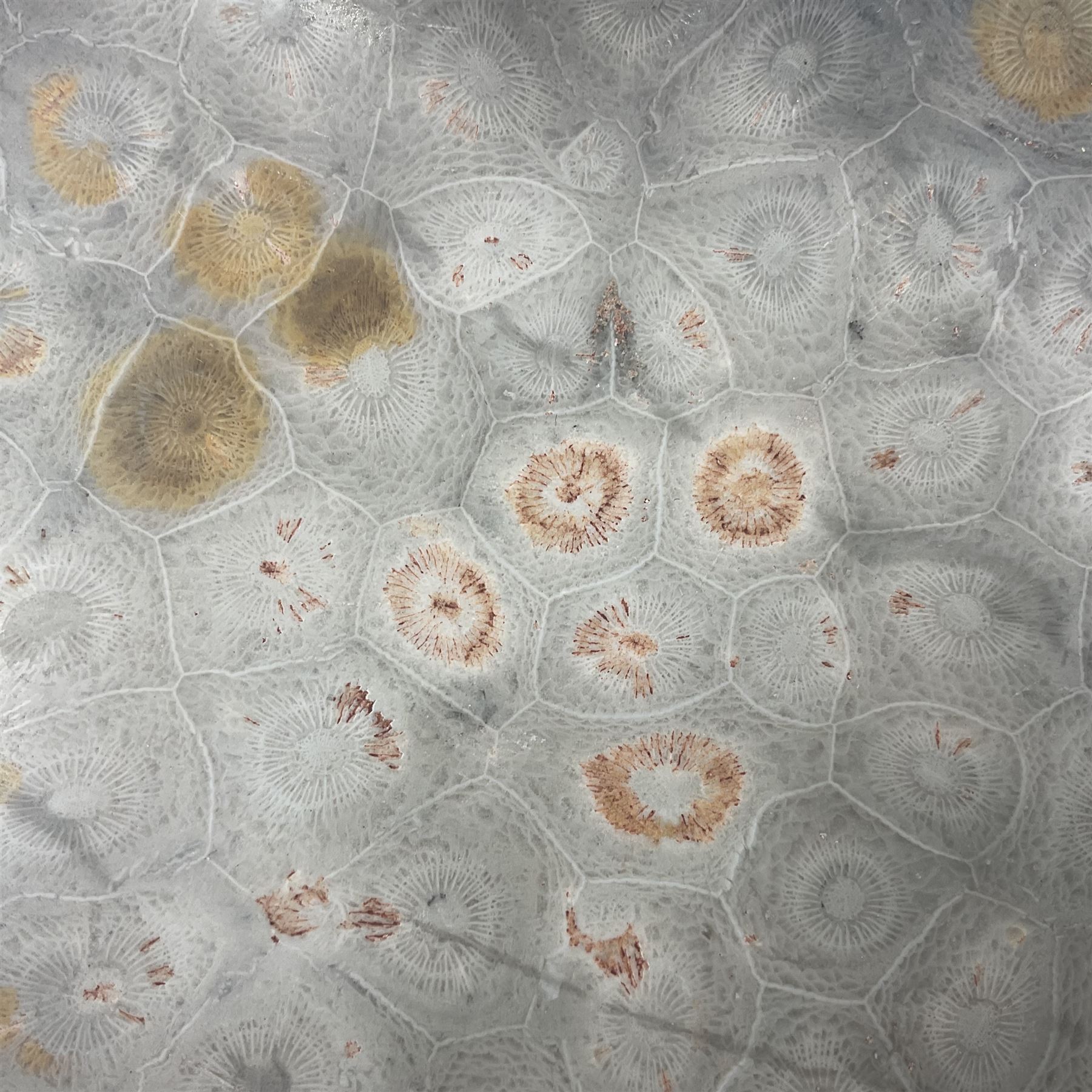 Two graduating fossilised coral dish in the form of hearts, largest D16cm