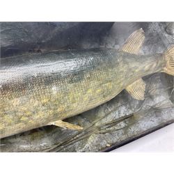 Taxidermy: Cased Northern Pike (Esox lucius), a large preserved skin mount set within a rocky river bed,  encased within a single pane display case, H41cm, L122cm