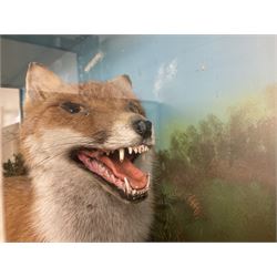 Taxidermy: Cased diorama of a Red Fox (Vulpes vulpes) standing in naturalistic setting upon rocky modelled base detailed with long grasses and heather, set against a sky painted backdrop, enclosed within a three panel ebonised display case, H65.5cm, D30.5cm


