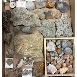 Natural History - A large collection of fossils, to include fossilised shells, and molluscs, of various size and form, etc. 