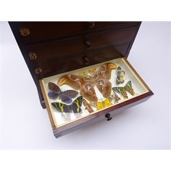  1930s Specimen Chest containing a collection of British, Indian, Madagascar and South American Butterflies and Moths contained within a six drawer mahogany collectors chest, H42cm x D22cm x W36cm  
